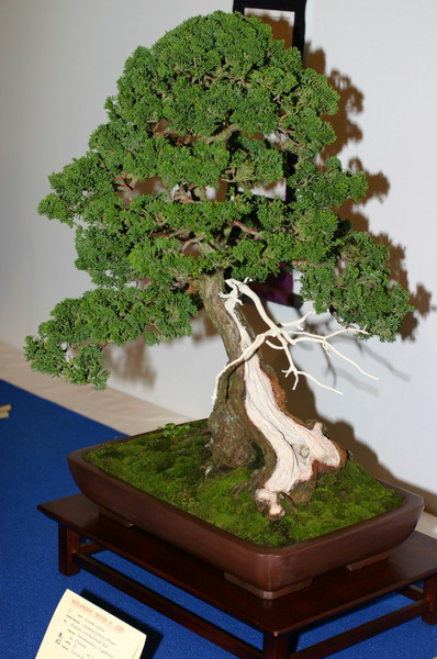 Noelanders 2005 et la splendeur des bonsa� 17  1 