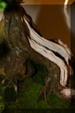 Noelanders 2005 et la splendeur des bonsa� 17  4 