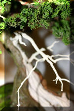 Noelanders 2005 et la splendeur des bonsa� 17  3 