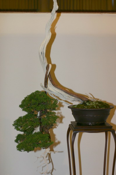 Noelanders 2005 et la splendeur des bonsa� 18  1 