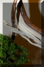 Noelanders 2005 et la splendeur des bonsa� 18  8 