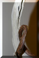 Noelanders 2005 et la splendeur des bonsa� 18  5 