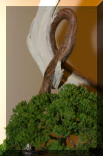 Noelanders 2005 et la splendeur des bonsa� 18  7 