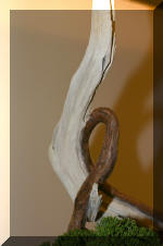 Noelanders 2005 et la splendeur des bonsa� 18  6 