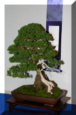 Noelanders 2005 et la splendeur des bonsa�   2 