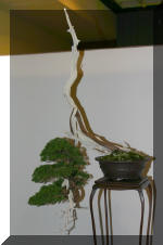 Noelanders 2005 et la splendeur des bonsa�   4 