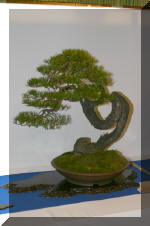 Noelanders 2005 et la splendeur des bonsa�   5 