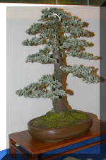 Noelanders 2005 et la splendeur des bonsa�   6 