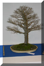 Noelanders 2005 et la splendeur des bonsa�   14 