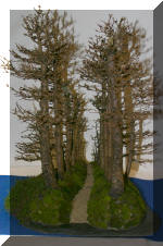 Noelanders 2005 et la splendeur des bonsa�   16 