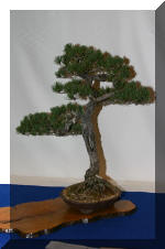 Noelanders 2005 et la splendeur des bonsa�   21 