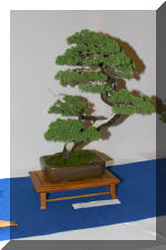 Noelanders 2005 et la splendeur des bonsa�   23 