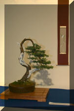 Noelanders 2005 et la splendeur des bonsa�   26 