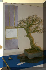 Noelanders 2005 et la splendeur des bonsa�   33 