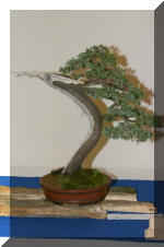 Noelanders 2005 et la splendeur des bonsa�   31 