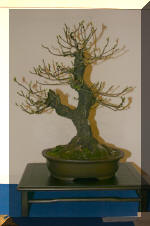 Noelanders 2005 et la splendeur des bonsa�   29 