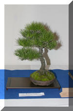 Noelanders 2005 et la splendeur des bonsa� 3  27 