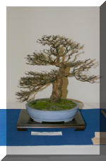 Noelanders 2005 et la splendeur des bonsa� 3  33 