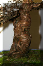 Noelanders 2005 et la splendeur des bonsa� 3  31 