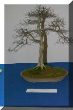 Noelanders 2005 et la splendeur des bonsa� 3  26 