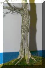 Noelanders 2005 et la splendeur des bonsa� 3  25 