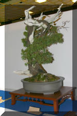 Noelanders 2005 et la splendeur des bonsa� 3  20 