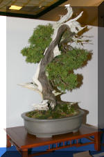 Noelanders 2005 et la splendeur des bonsa� 3  19 