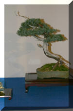 Noelanders 2005 et la splendeur des bonsa� 3  16 