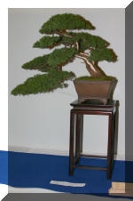 Noelanders 2005 et la splendeur des bonsa� 3  18 