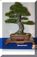 Noelanders 2005 et la splendeur des bonsa� 3  14 