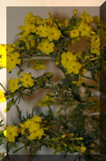 Noelanders 2005 et la splendeur des bonsa� 3  5 