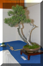 Noelanders 2005 et la splendeur des bonsa� 3  3 