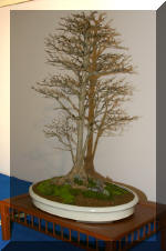 Noelanders 2005 et la splendeur des bonsa� 3  1 