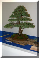 Noelanders 2005 et la splendeur des bonsa� 4  37 