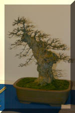 Noelanders 2005 et la splendeur des bonsa� 4  39 