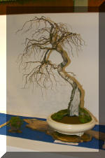 Noelanders 2005 et la splendeur des bonsa� 4  35 