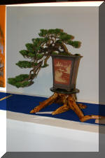 Noelanders 2005 et la splendeur des bonsa� 4  32 