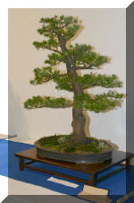 Noelanders 2005 et la splendeur des bonsa� 4  30 