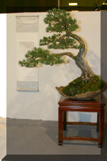 Noelanders 2005 et la splendeur des bonsa� 4  28 