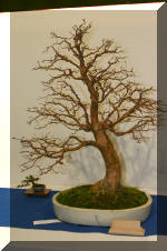 Noelanders 2005 et la splendeur des bonsa� 4  27 