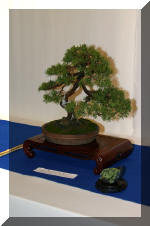 Noelanders 2005 et la splendeur des bonsa� 4  26 