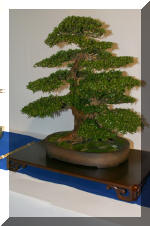 Noelanders 2005 et la splendeur des bonsa� 4  25 