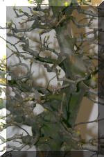 Noelanders 2005 et la splendeur des bonsa� 4  22 