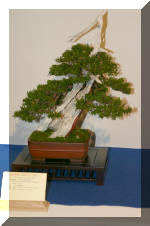 Noelanders 2005 et la splendeur des bonsa� 4  17 