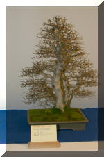 Noelanders 2005 et la splendeur des bonsa� 4  15 