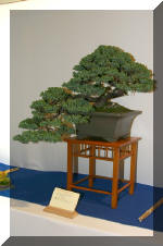 Noelanders 2005 et la splendeur des bonsa� 4  13 