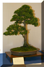 Noelanders 2005 et la splendeur des bonsa� 4  8 