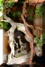 Noelanders 2005 et la splendeur des bonsa� 4  3 