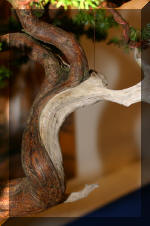 Noelanders 2005 et la splendeur des bonsa� 4  1 