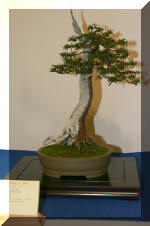 Noelanders 2005 et la splendeur des bonsa� 5  29 